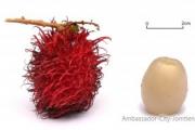 Rambutan: fotografia a popis, užitočné vlastnosti ovocia Kontraindikácie a poškodenie