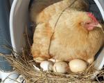 Násadové vajcia kurčiat: načasovanie a ďalšie dôležité funkcie