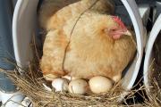 मुर्गी द्वारा अंडे सेने का समय और अन्य महत्वपूर्ण विशेषताएं