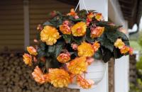 खरीद के बाद गमले में बेगोनिया की देखभाल कैसे करें: घर पर फूल उगाने की विशेषताएं