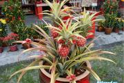 Ako pestovať ananás doma: popis, fotografia