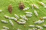 इनडोर पौधों पर स्केल कीड़ों से कैसे निपटें - सर्वश्रेष्ठ माली की सिफारिशें इनडोर पौधों पर स्केल कीड़ों के खिलाफ उपाय
