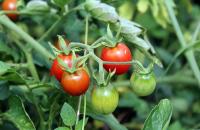Ako začať s pestovaním paradajok