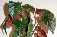 Begonia pestovanie v interiéri