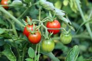 Ako začať s pestovaním paradajok