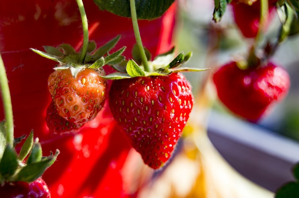 करो-स्ट्रॉबेरी के लिए अपने आप बेड - प्रकार और उनके निर्माण के तरीके स्ट्रॉबेरी और स्ट्रॉबेरी के लिए बेड का आकार