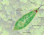 Struktur protozoa yang berflagel