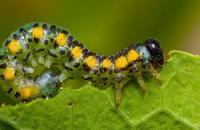 उद्यान कीटों के लिसेयुम लार्वा में जीव विज्ञान
