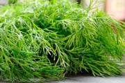 The benefits and harms of dill for the body From hair loss