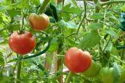 Prečo a prečo vrcholy paradajok vädnú