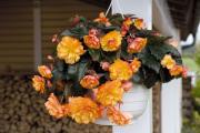 Ako sa starať o begóniu v kvetináči po zakúpení: vlastnosti pestovania kvetu doma