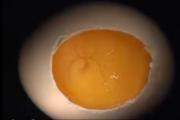 Infekcia kuracích embryí Mikrobiológia kuracích embryí