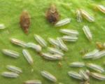 इनडोर पौधों पर स्केल कीड़ों से कैसे निपटें - सर्वश्रेष्ठ माली की सिफारिशें इनडोर पौधों पर स्केल कीड़ों के खिलाफ उपाय
