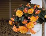 Ako sa starať o begóniu v kvetináči po zakúpení: vlastnosti pestovania kvetu doma